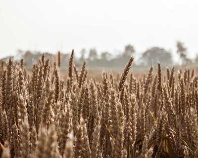 A LVR da Cevada para as campanhas agrícolas já se encontra disponível