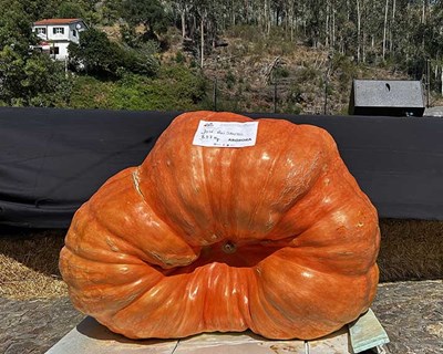 Abóbora de 857 kg é a vencedora do VII Concurso de Hortícolas Gigantes