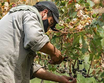 Agrária de Coimbra dá curso de poda de inverno em videiras
