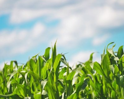 Agricultura biológica vai ter 900 mil euros do PDR 2020