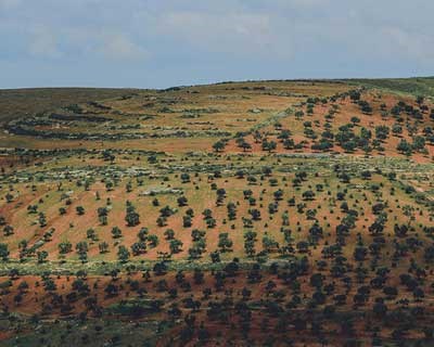 Artevasi apadrinha 143 oliveiras com o objetivo de recuperar o olival abandonado