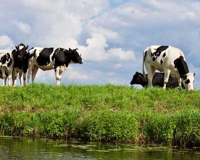 Aumento de parasitas representa risco para a saúde animal e perdas económicas graves na produção