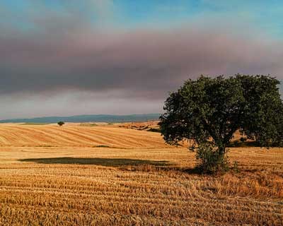 CCDR Algarve apresenta Estudo sobre o Impacto Económico da Agricultura na região