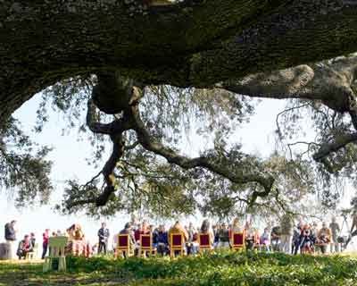 Concurso “Árvore do Ano Portugal 2026” já tem candidaturas abertas