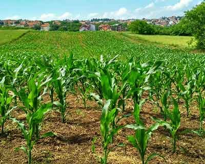 Dia de Campo do InovMilho em Coruche mostra a Inovação na cultura do milho