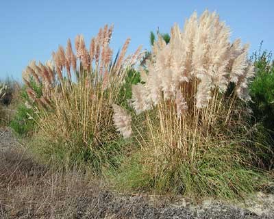 Erva-das-pampas: planta invasora continua a ameaçar saúde e biodiversidade Erva-das-pampas: planta invasora co