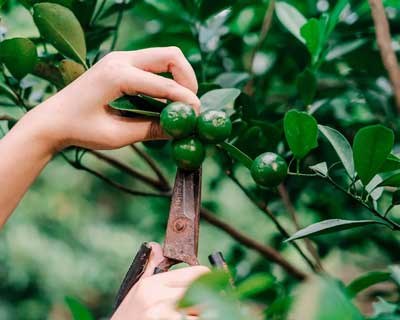 ESAC dá formação de poda verde em fruteiras