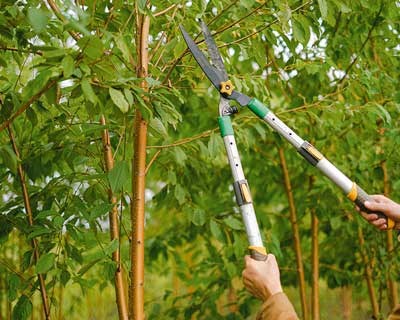 Formação em poda de inverno em fruteiras na Agrária de Coimbra
