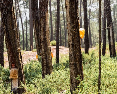 Inovação, Território e Pessoas no Centro da Bioeconomia com o RN21