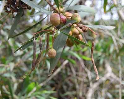 Inseto australiano reduz até 98% a produção de sementes de acácia-de-espigas nas dunas portuguesas