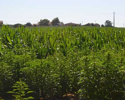  IPBeja alerta para a presença de nova planta invasora em campos agrícolas do Ribatejo