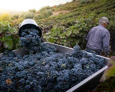 Ministério da Agricultura ultima soluções para os problemas da Região Demarcada do Douro