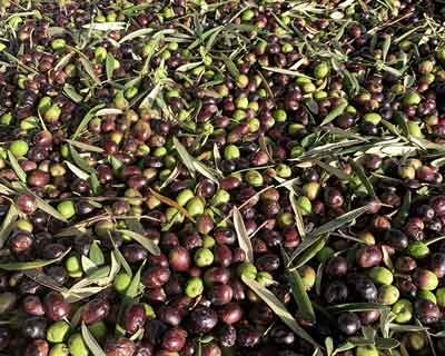 Olivum prevê campanha 2025-2026 com produção de azeite semelhante à do ano passado