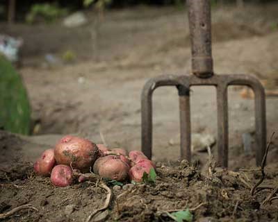 Tribunal de Justiça da União Europeia marca audiência decisiva sobre possível reintrodução do Mancozeb