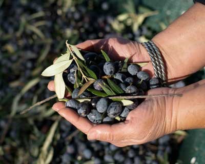 Zebreira recebe ação de formação sobre azeite, sustentabilidade e regeneração agrícola