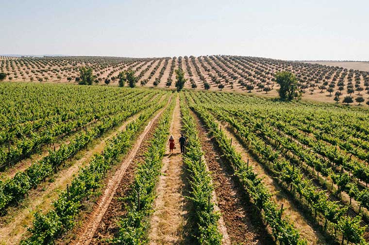 Global Wines