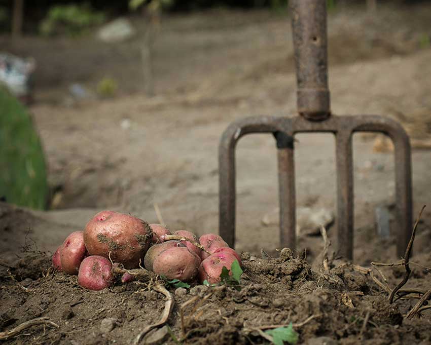 Batatas