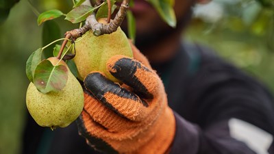 Pera Rocha: campanha já arrancou e primeiras unidades começam a chegar aos supermercados nacionais