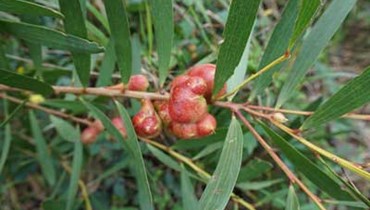 ESAC inaugura estação para testes de controlo biológico de espécies invasoras
