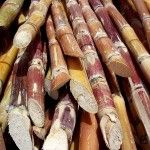 sugarcane